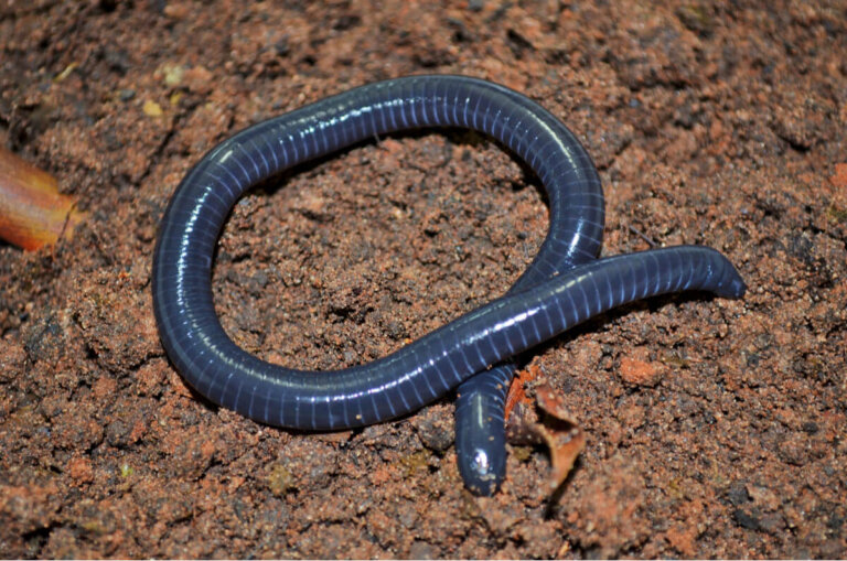 Las cecilias: ¿gusanos o vertebrados?