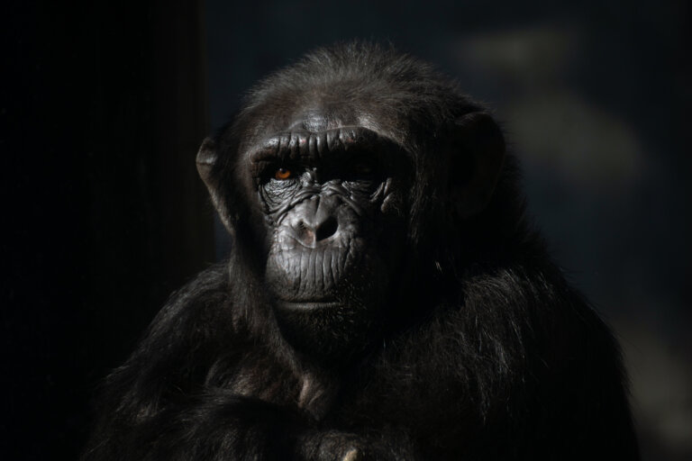 Por qué los chimpancés hembra evitan a los humanos, descúbrelo
