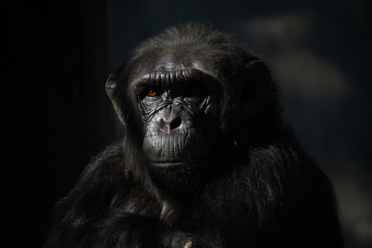 La cara de un chimpancé con un fondo negro.