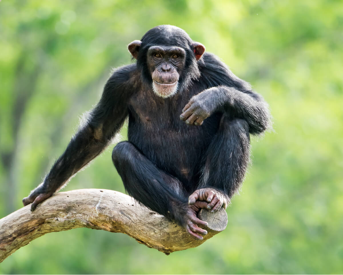 Comunicación en primates.