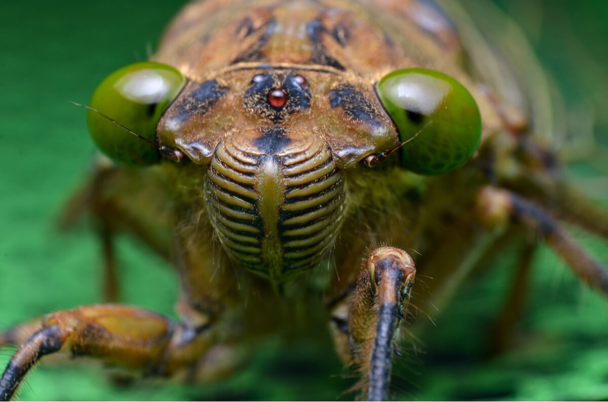 Een cicade van heel dichtbij