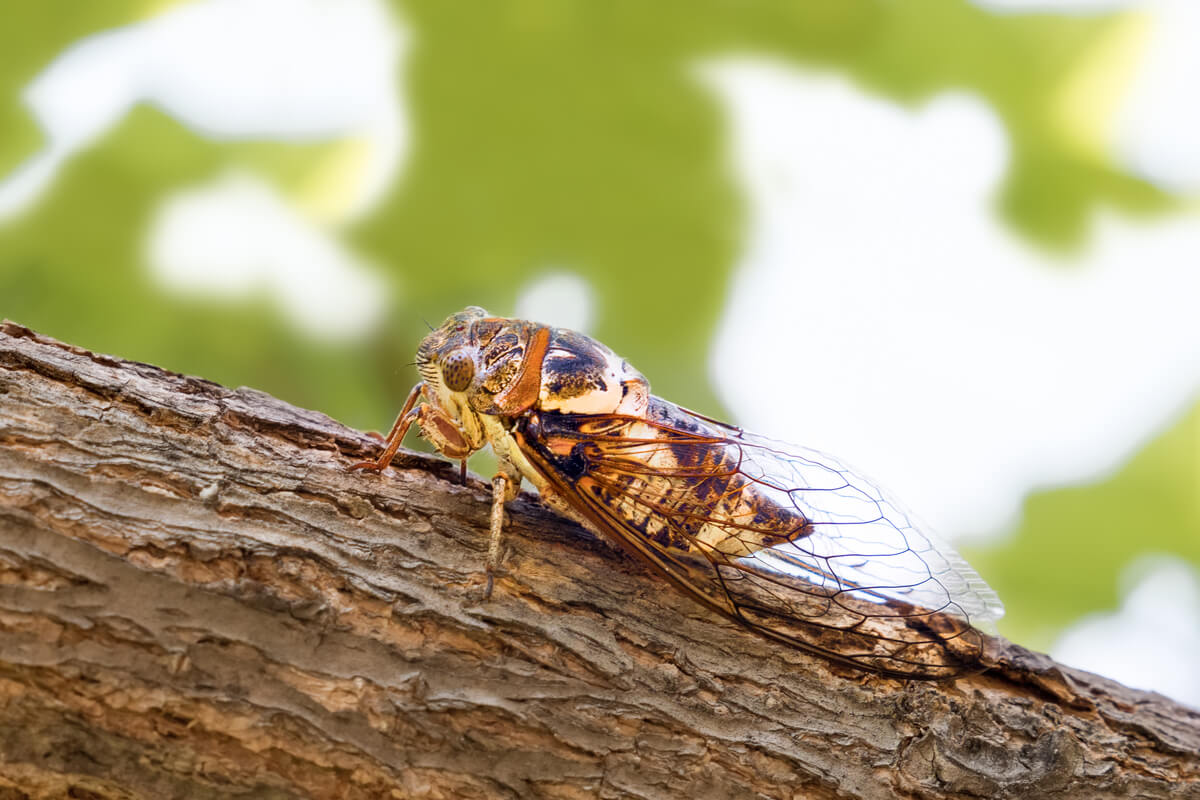 A brown cicada in a tree.