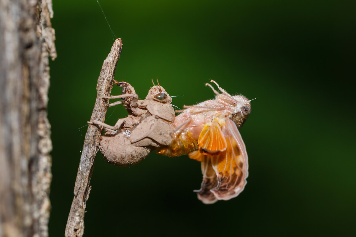 Las cigarras que invaden EEUU cada 17 años son especiales.