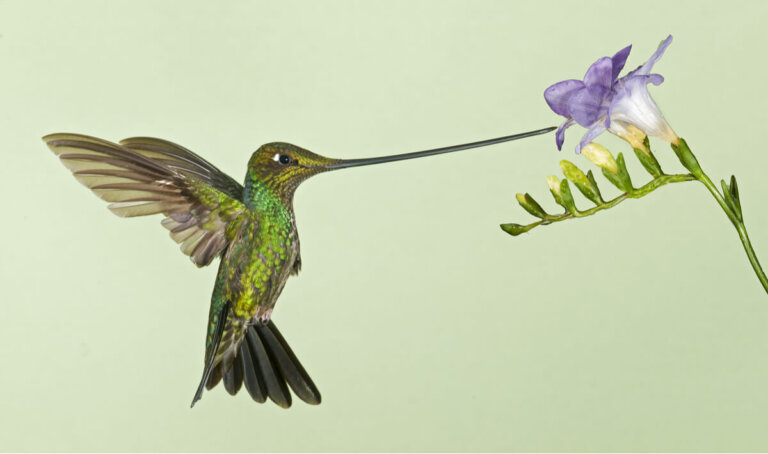 Colibrí picoespada: la desventaja de la especialización extrema