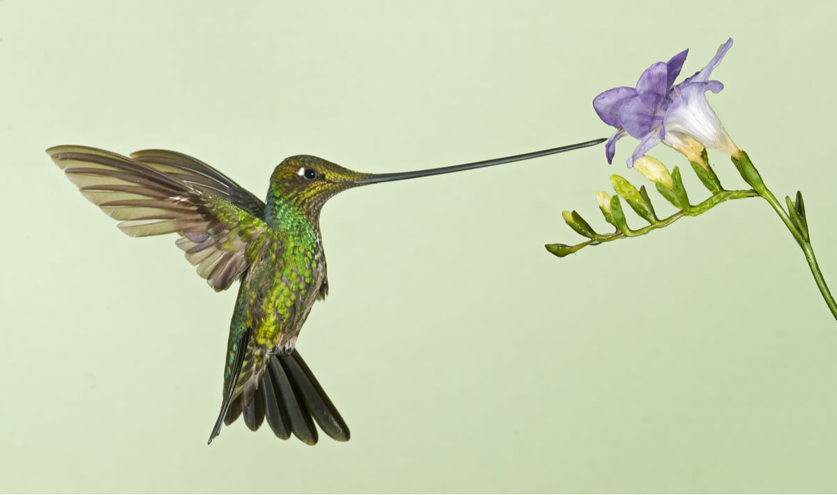 Ejemplo de las flores que atraen a los colibríes.