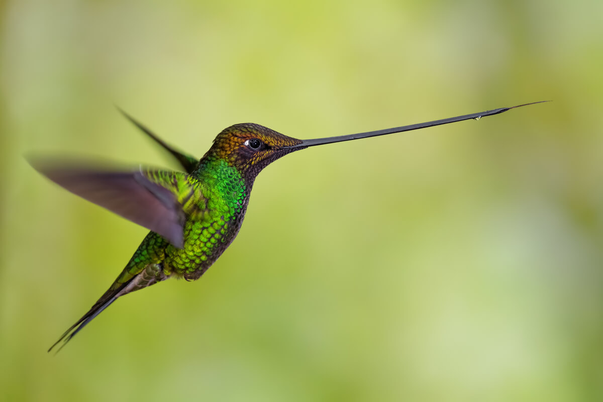 Un colibrí picoespada volando.
