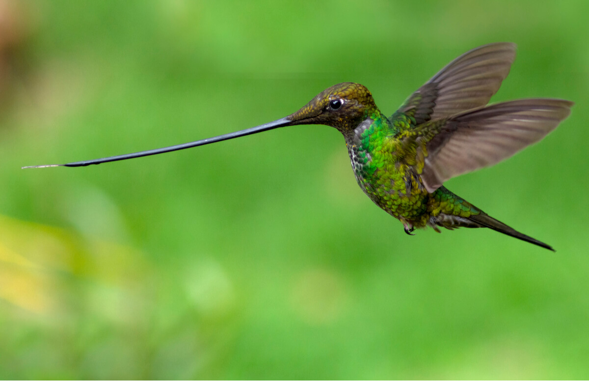 Un colibrí picoespada.