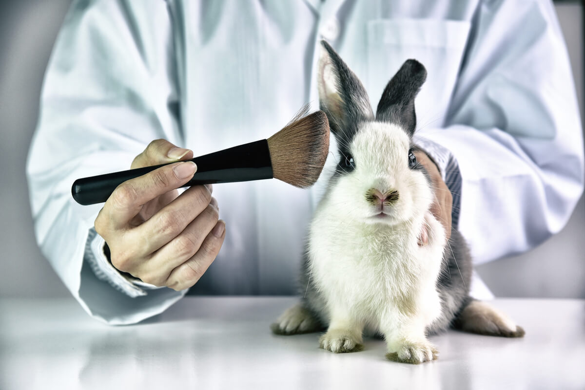 Un conejo siendo testado para perfumería.