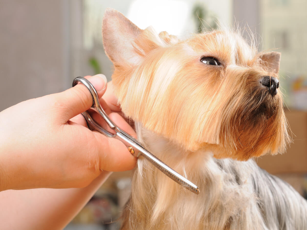 Un perro al que se le está cortando el pelo.