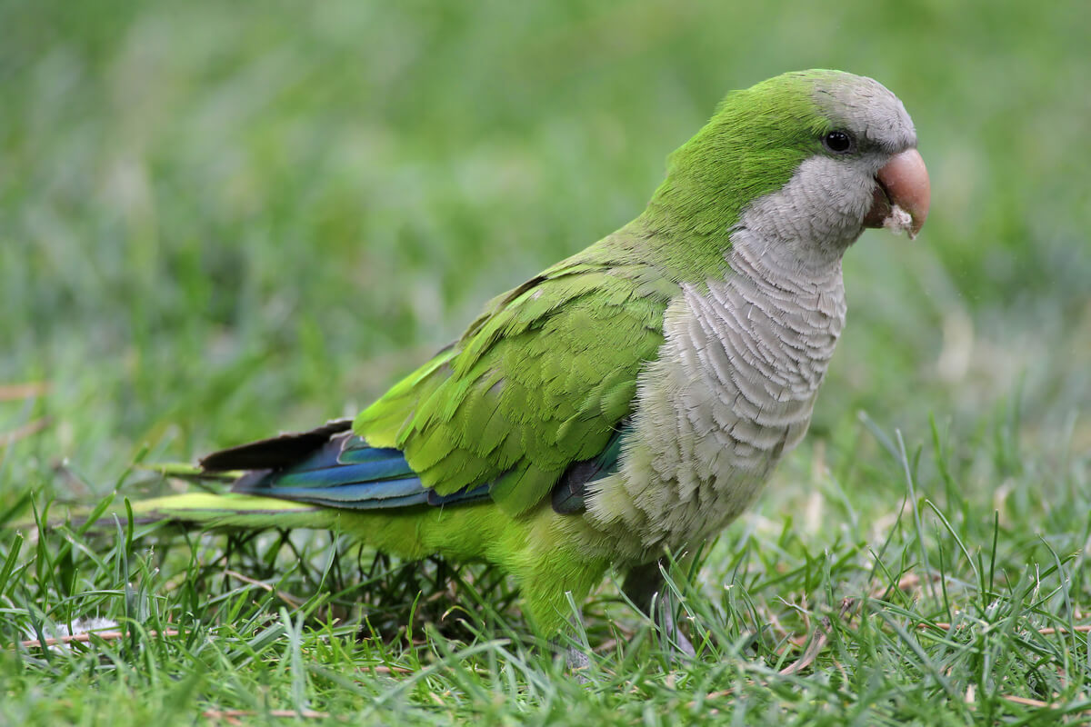 Un pappagallo argentino nell'erba.