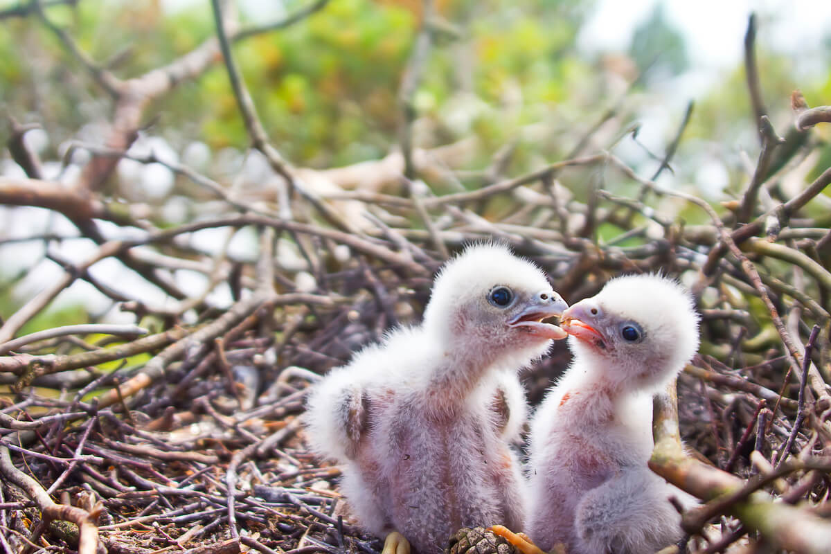 L'infanticidio è una pratica comune nel regno animale.