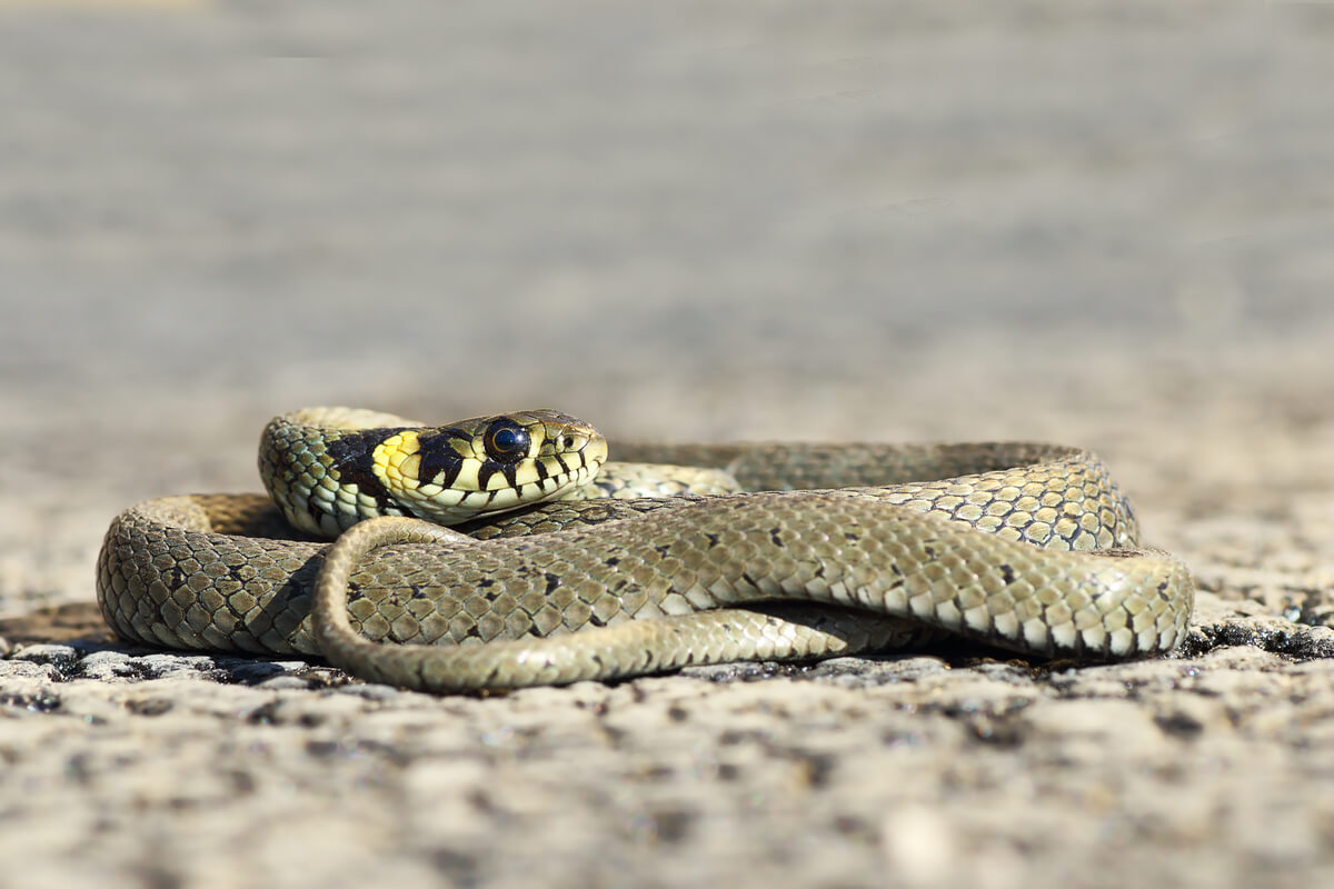 Una culebra de collar enroscada.