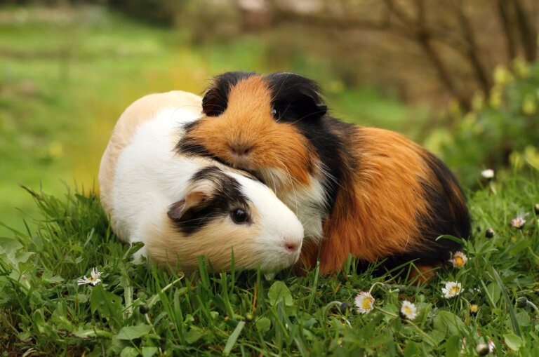 Cobaya americana: características y cuidados