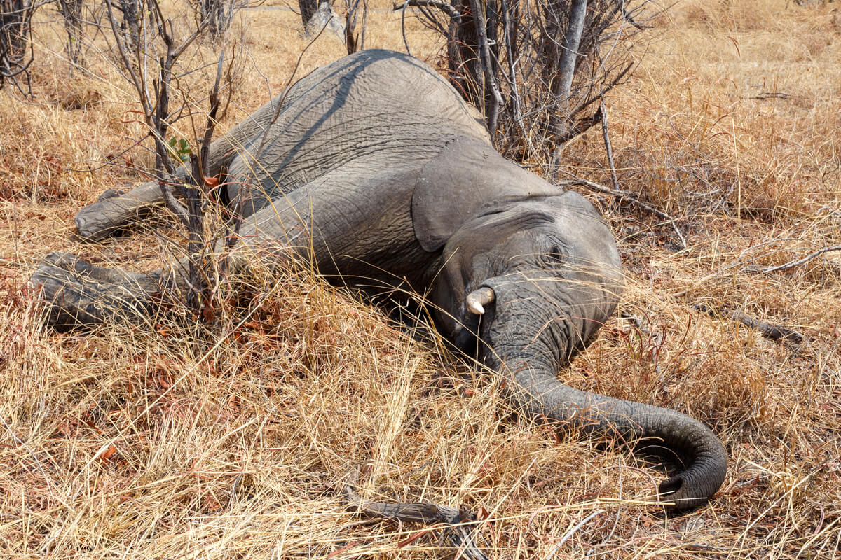 Cientos de elefantes muertos en Botswana: ¿qué los está matando?