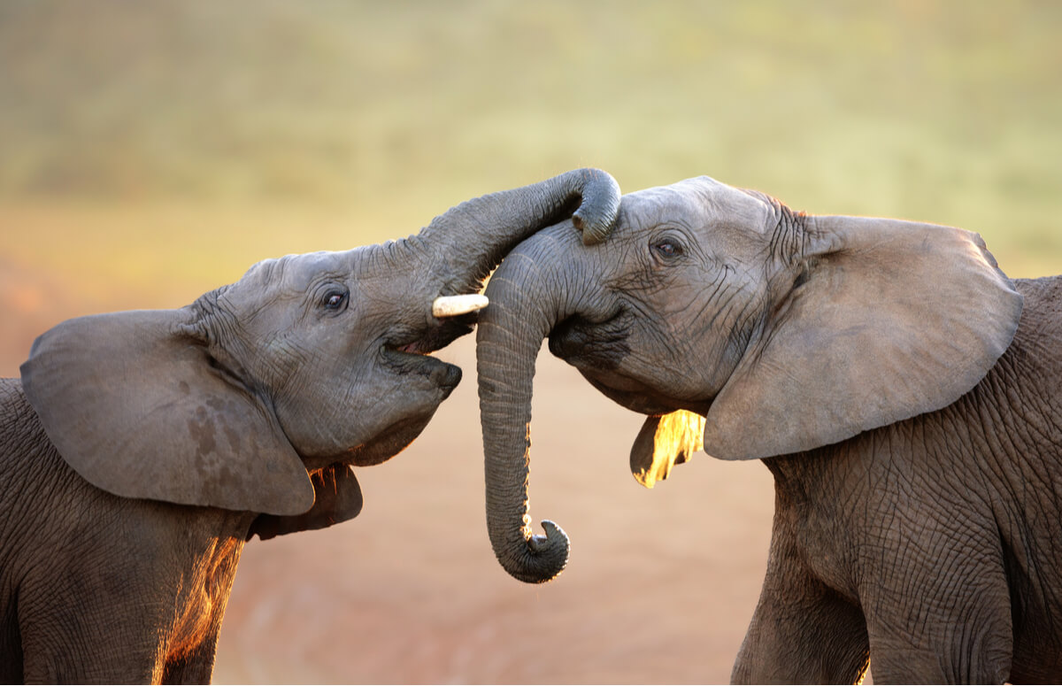 Elefantes que se comunican.