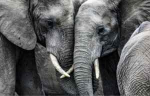 7 curiosidades de los elefantes