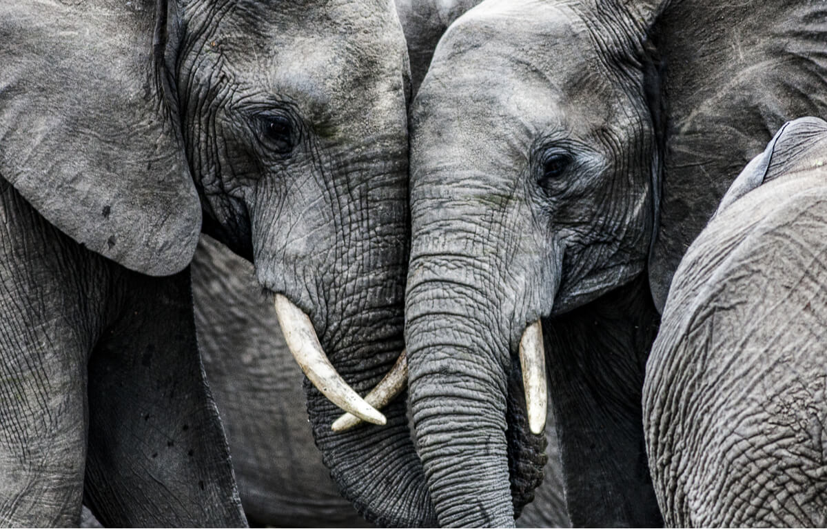 Unos elefantes tristes.