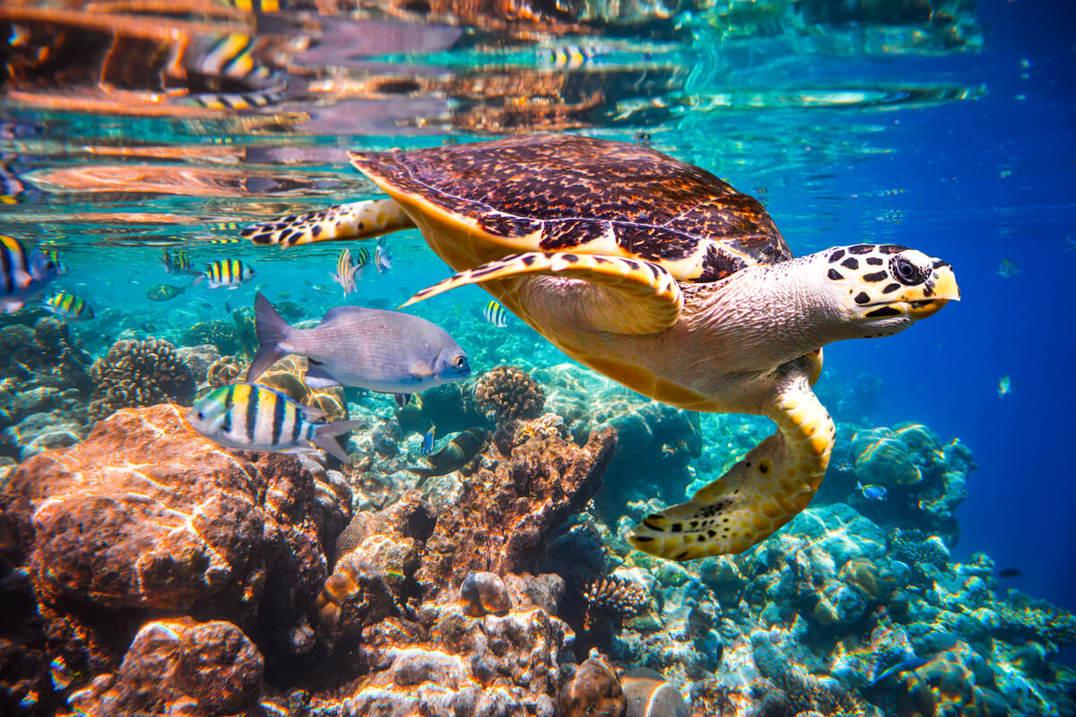Una tortuga carey y fauna marina diversa.