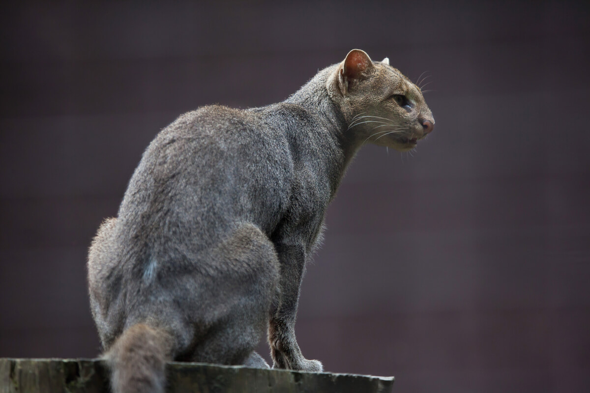Un felino americano.