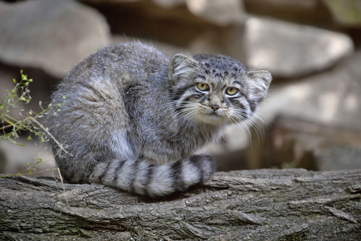 Los felinos son considerados los aristócratas del reino animal.