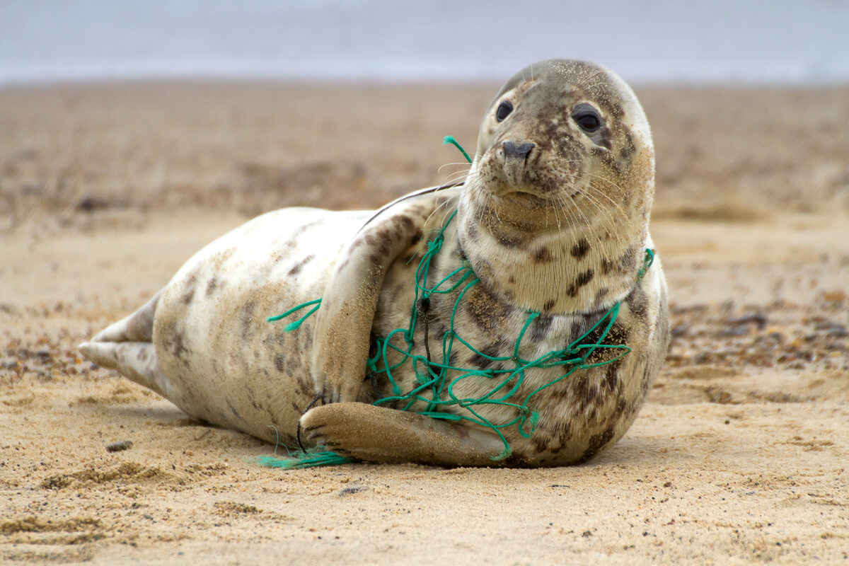 Una foca enredada en una red de plástico.