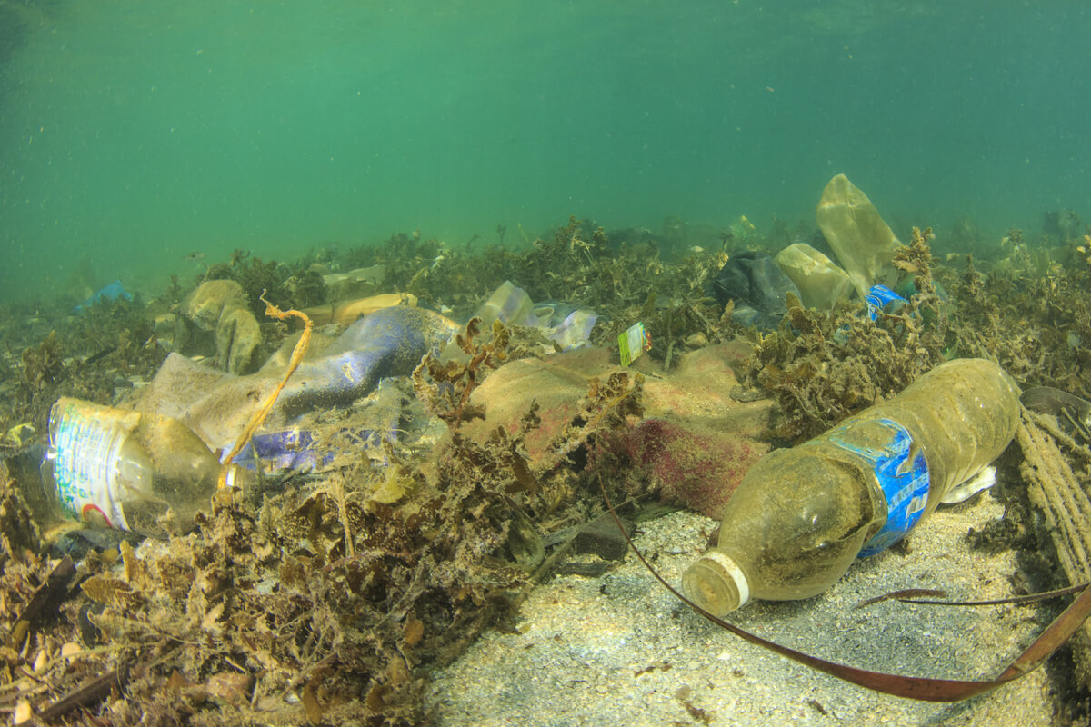 Contaminación y vida marina.