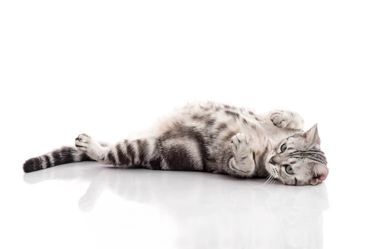 Gestörter Geburtsverlauf bei trächtigen Katzen: Was ist zu tun bei Dystokie?
