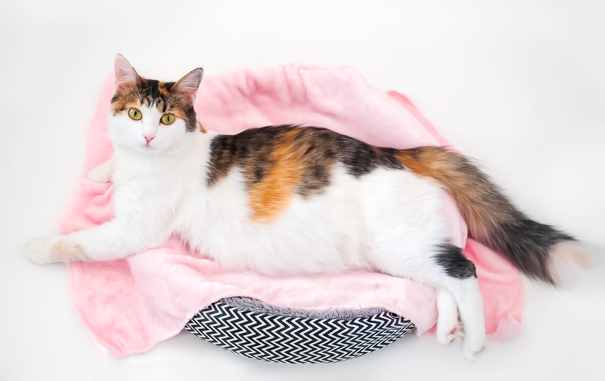 ¿Las gatas esterilizadas pueden tener relaciones?