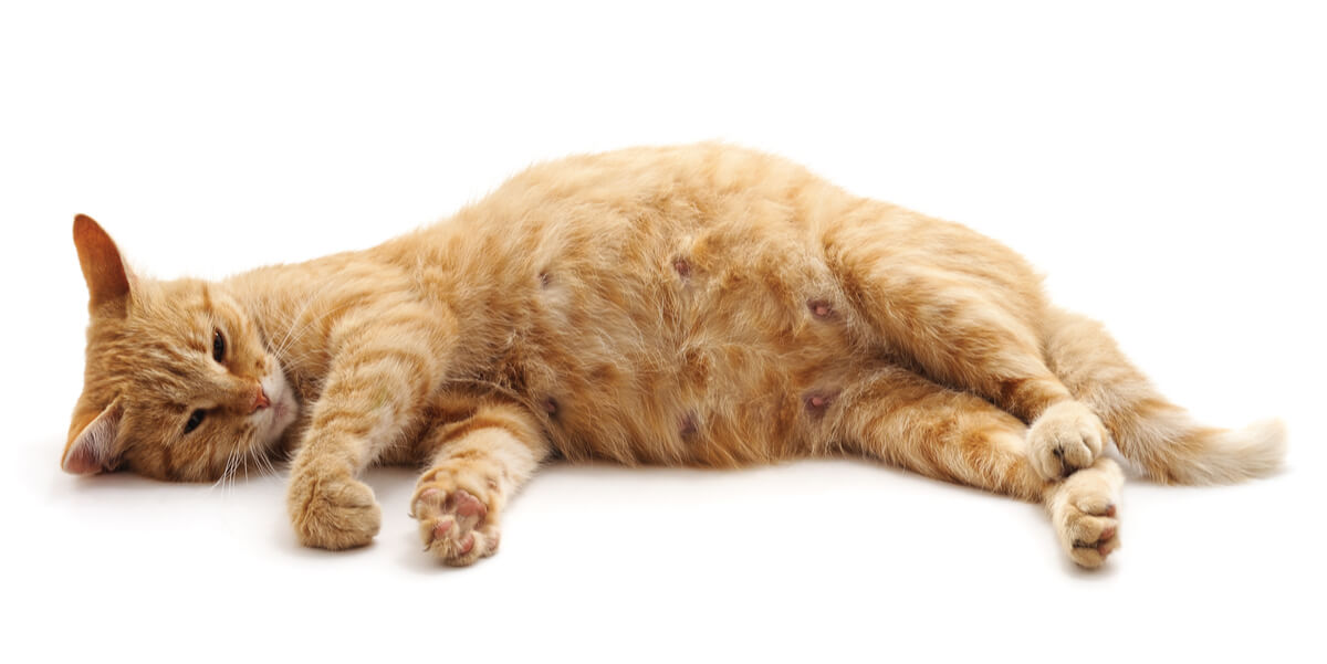 Una gata embarazada tumbada sobre un fondo blanco.