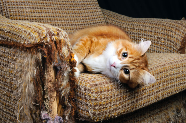 Razones por las que los gatos arañan los muebles