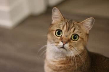 Tratamientos para la depresión en gatos