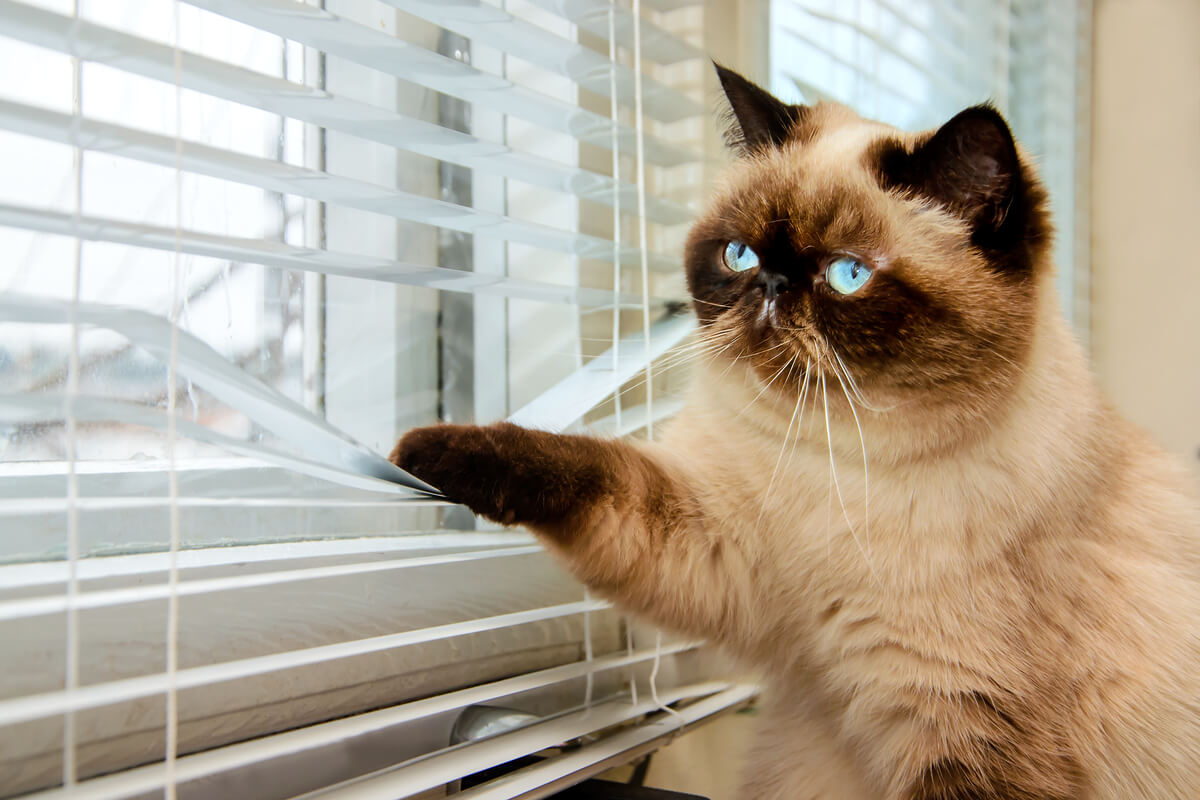 Un gato mirando por la ventana.