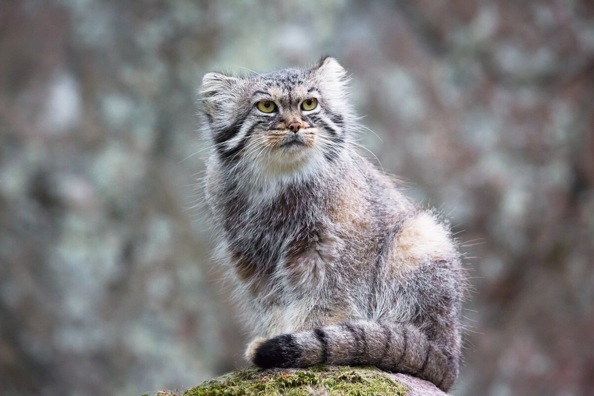 The face of a Pallas cat.