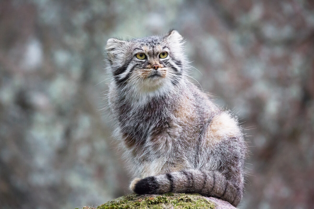 La cara de un gato de Pallas.