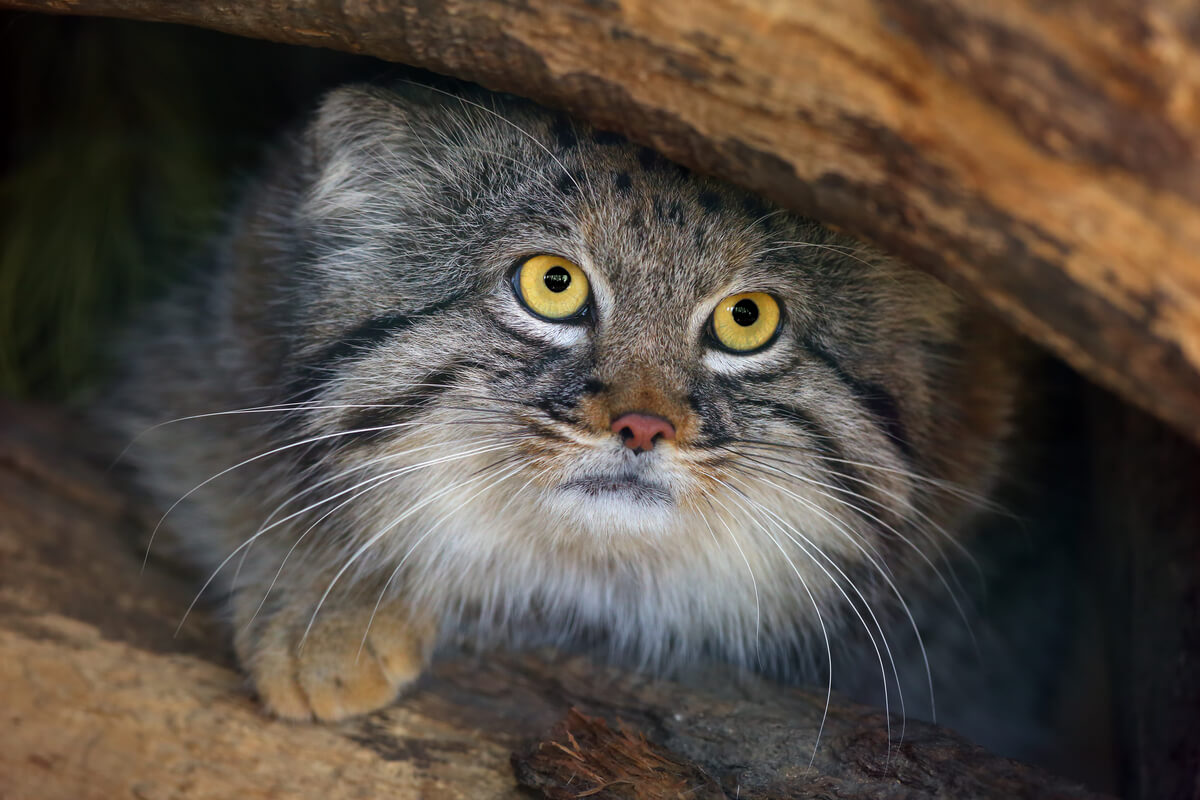 Mirada de un gato de Pallas.
