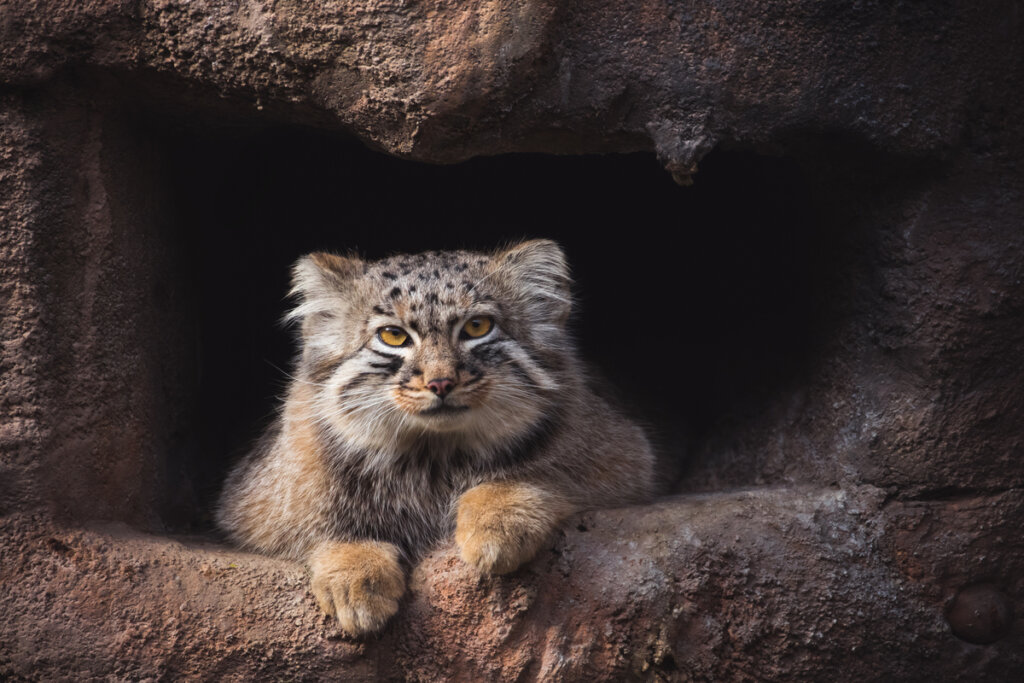 Un gato de Pallas sobre una piedra.