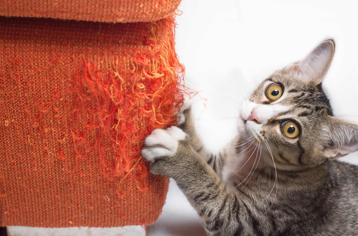 ¿Por qué los gatos arañan los muebles?