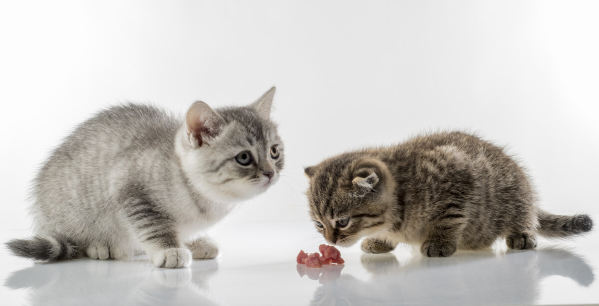 Dos gatos comiendo carne.