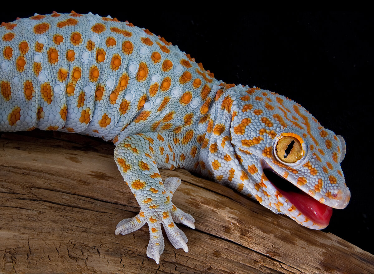 Un gecko tokay en posición de amenaza.