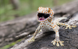 Gecko tokay: el reptil más malhumorado del reino animal