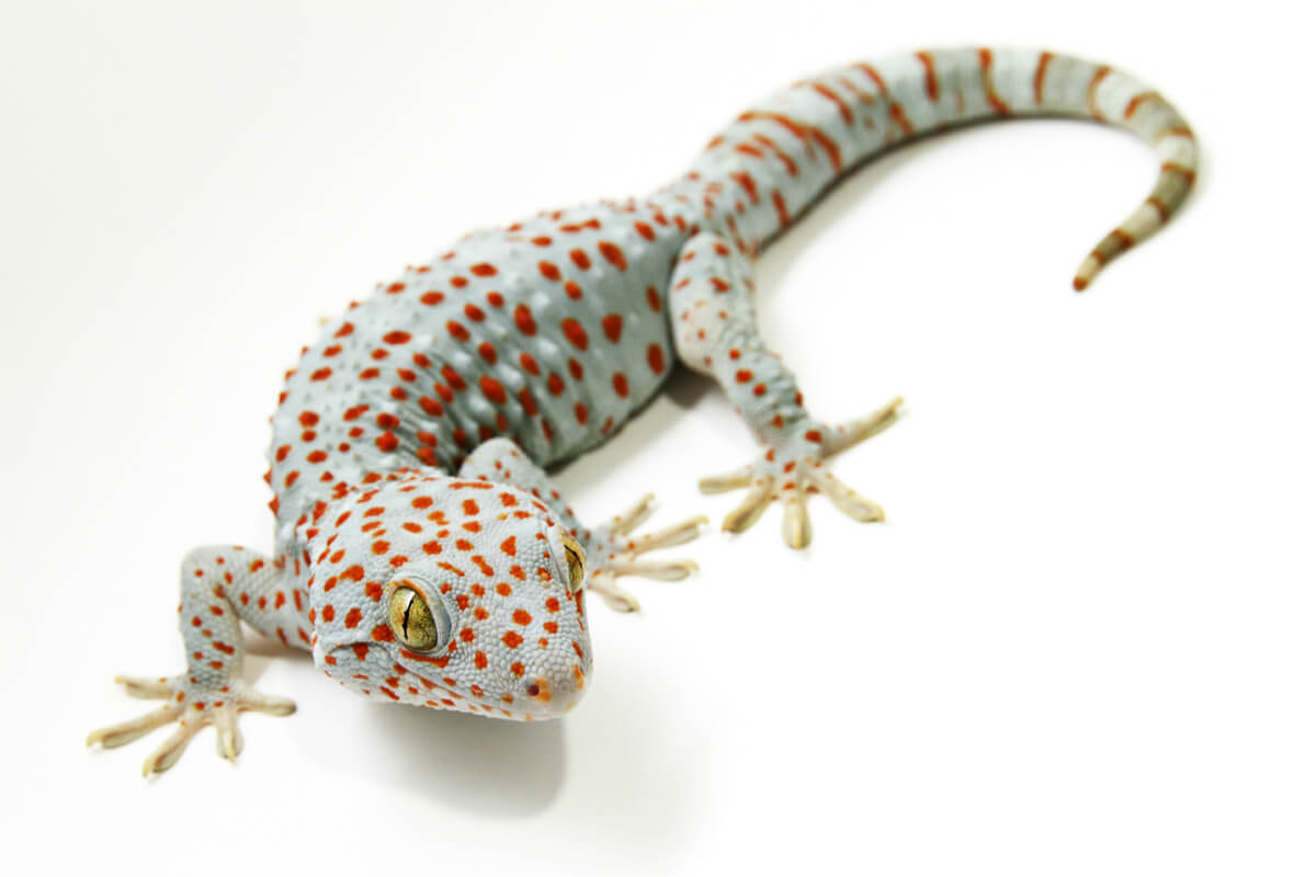 Un gecko tokay sobre fondo blanco.