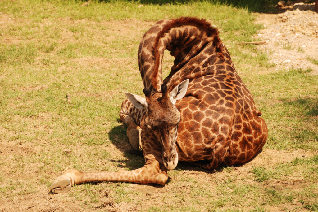 Una jirafa durmiendo en el zoo.