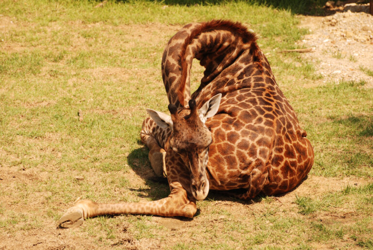 ¿Por qué las jirafas duermen poco?