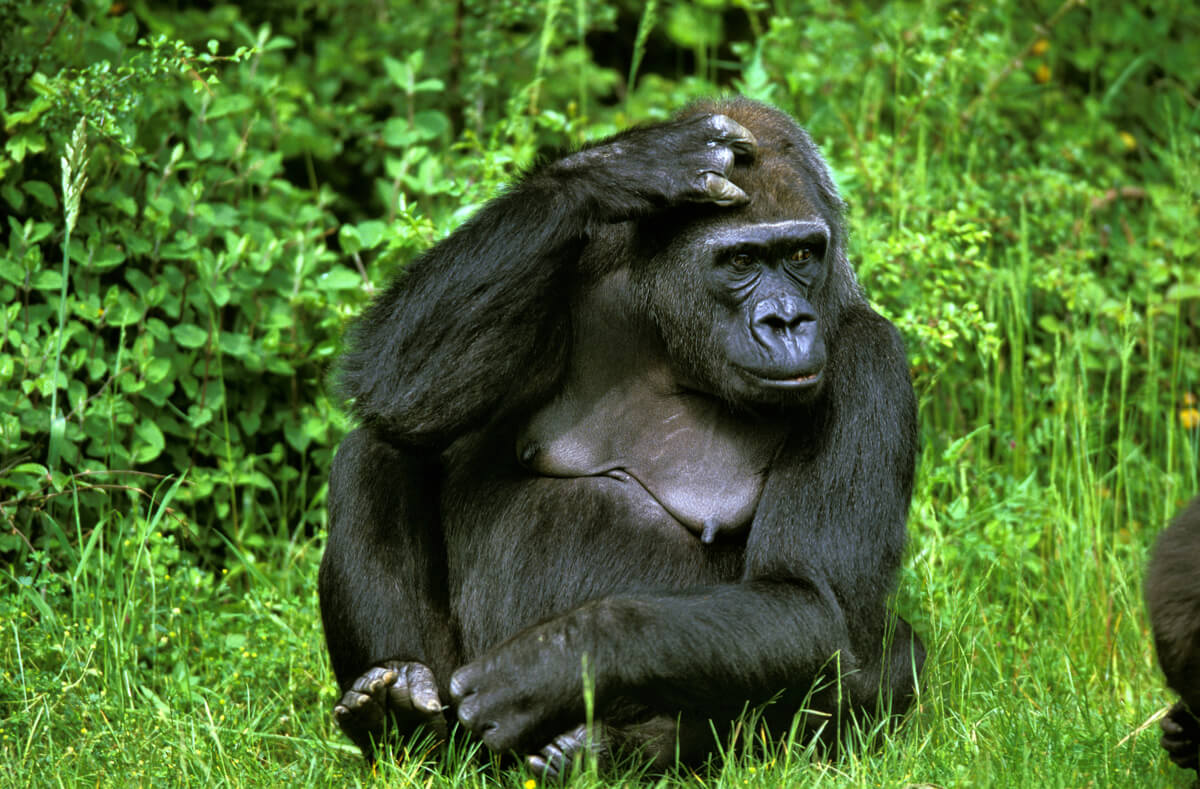 Un gorila en la selva.