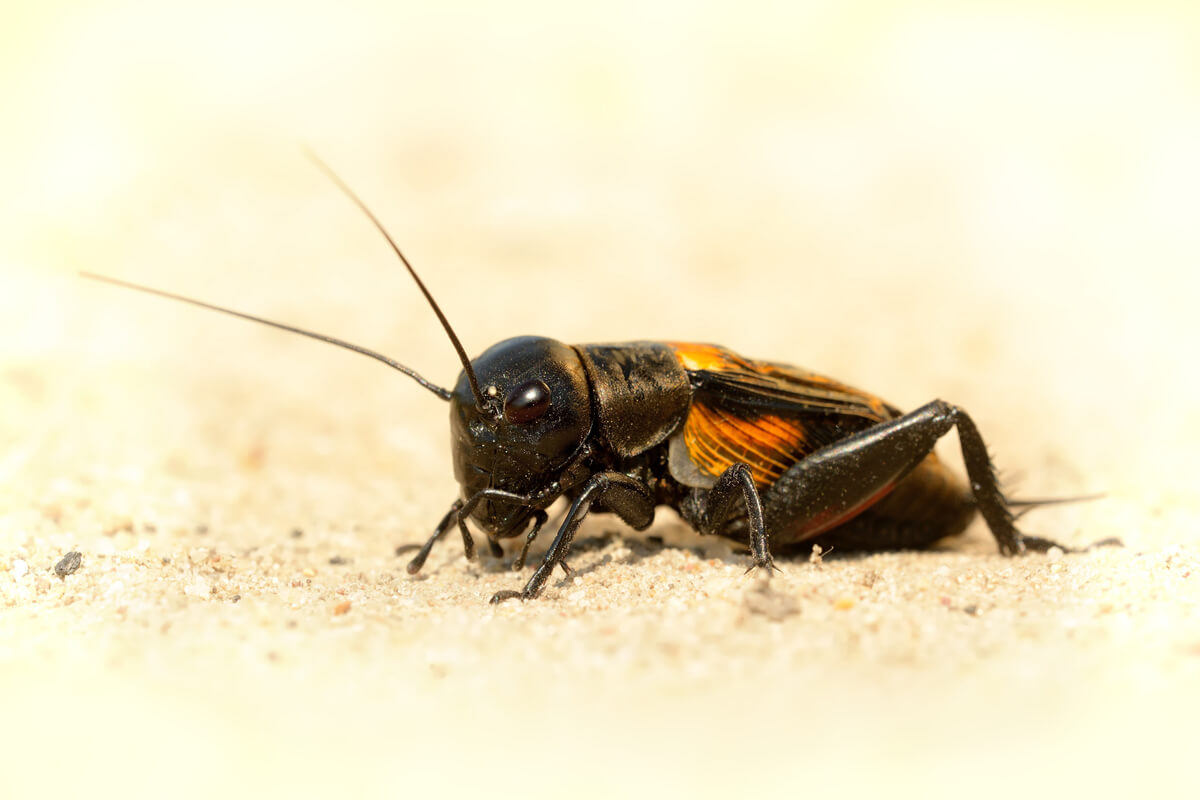 Un grillo doméstico emergiendo de la tierra.
