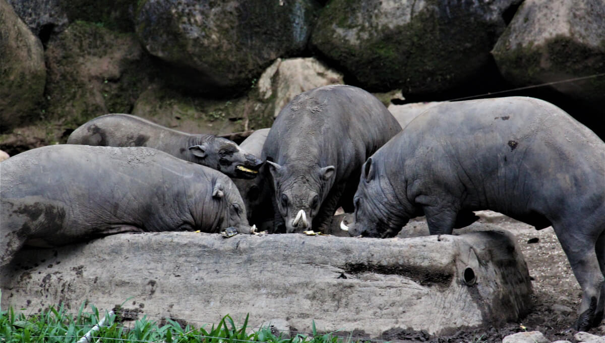Un grupo de babirusas comiendo.