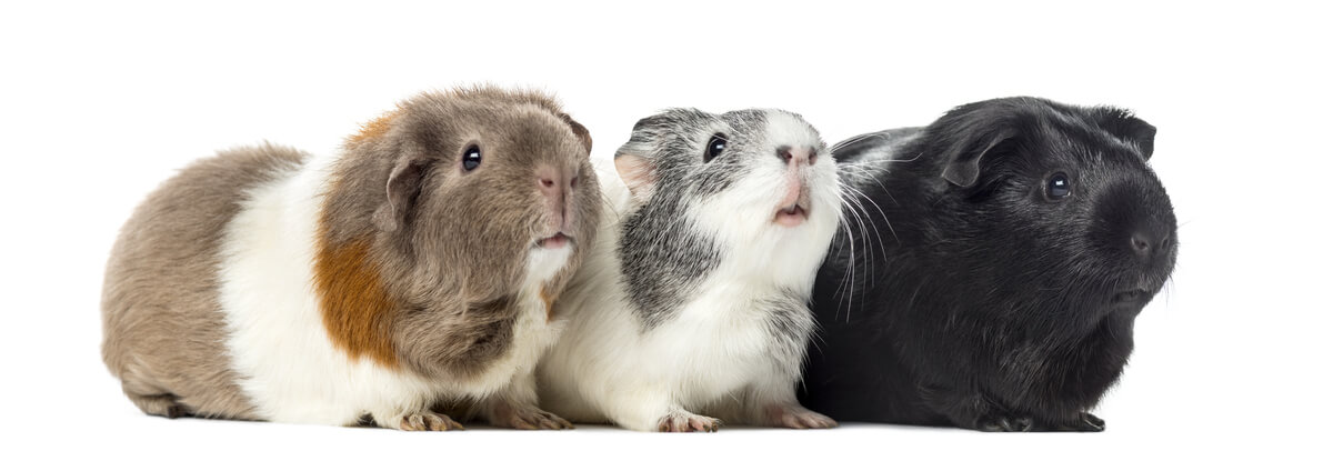 many types of guinea pigs.
