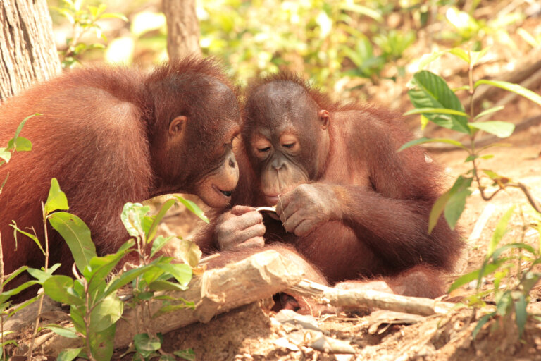 ¿Cómo es la comunicación en primates?