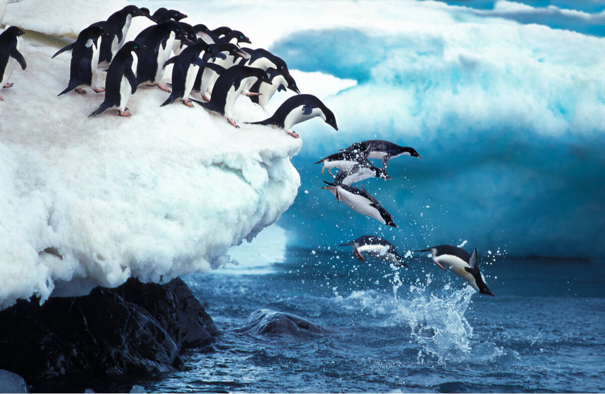 Un grupo de pingüinos de Adelia saltando al mar.