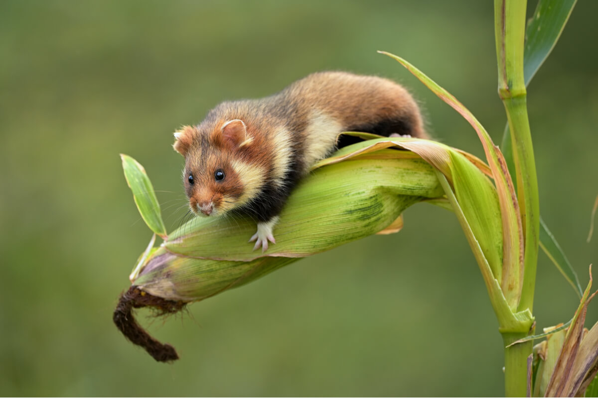 El hamster europeo en peligro de extinción